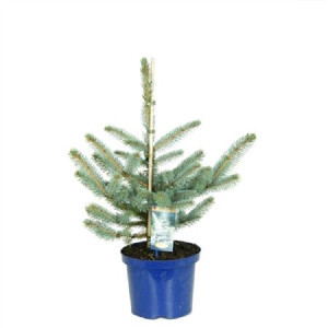 Ель колючая Костер (голубая ель) 